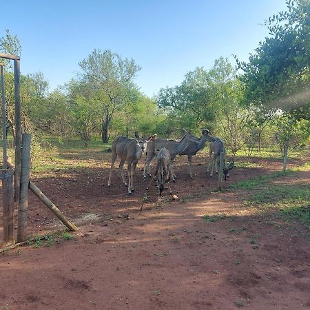 Call Of The Wild Lodge Hoedspruit Kültér fotó
