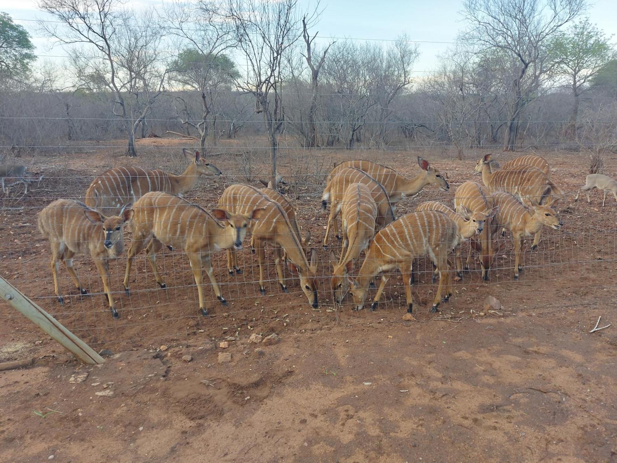 Call Of The Wild Lodge Hoedspruit Kültér fotó